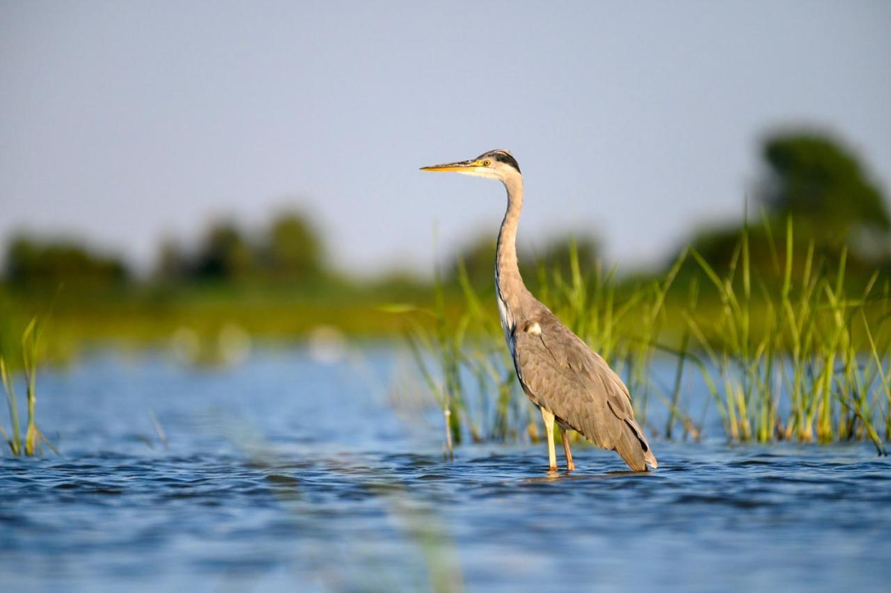 Danube Delta Hostel Homestay & Camping Sulina Exteriör bild